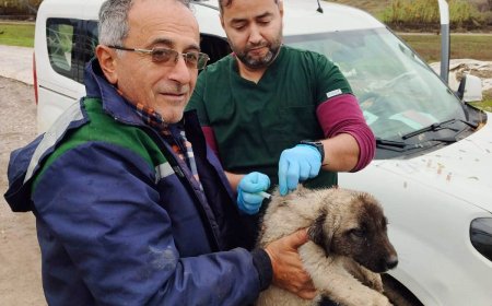 Serik Tarım Ekipleri Sahada: Kedi ve Köpeklere Hem Çip Hem Kuduz Aşısı