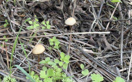 Akdeniz Üniversitesi’nden Korkutan Mantar Uyarısı: Öldürücü 10 Tür ve Zehirlenme Belirtileri