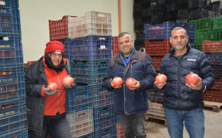 Antalya Narı Dünya Sofralarında: Korkuteli’nden Avrupa ve Rusya’ya İhracat Köprüsü.