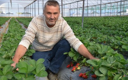 Antalya’nın Yeni "Kırmızı" Gururu: Kadriye Çileği Tescil Yolunda