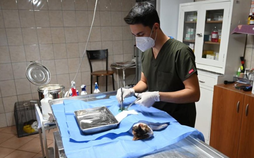 Kemer Belediyesi Barınağında Yoğun Mesai