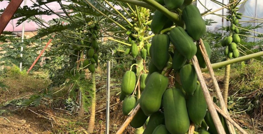 Tropikal Meyvede Alanya Liderliği: 40 Bin Üretici İç Pazarı Besliyor