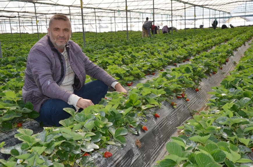 ANTALYA'nın Serik ilçesinde üreticiler sezonun ilk çilek hasadına başladı.
