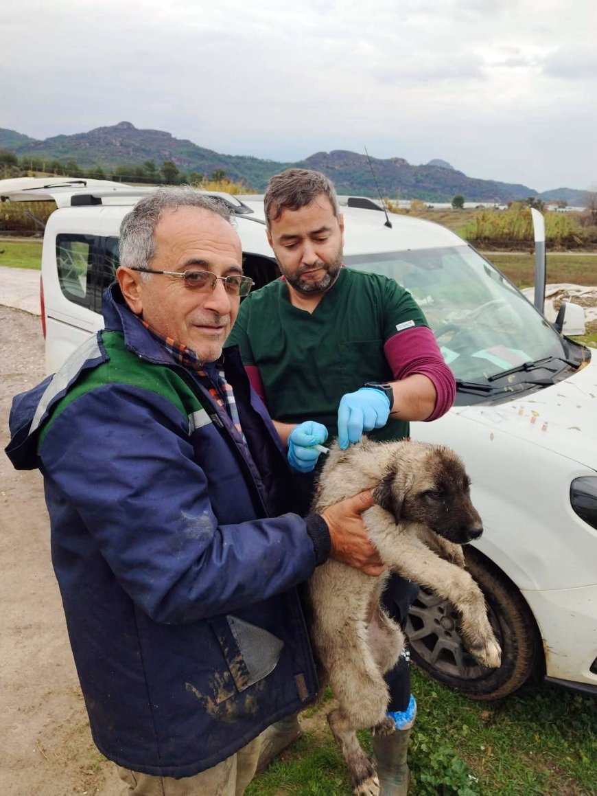 Serik Tarım Ekipleri Sahada: Kedi ve Köpeklere Hem Çip Hem Kuduz Aşısı