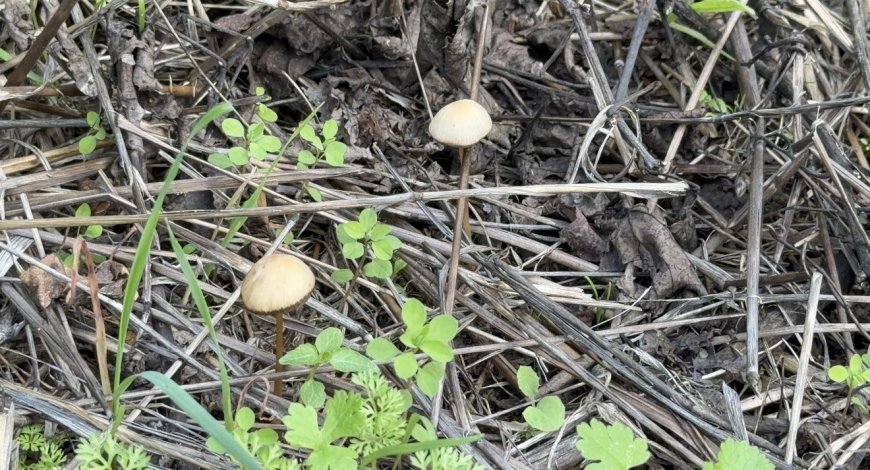 Akdeniz Üniversitesi’nden Korkutan Mantar Uyarısı: Öldürücü 10 Tür ve Zehirlenme Belirtileri