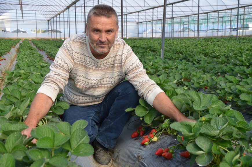 Antalya’nın Yeni "Kırmızı" Gururu: Kadriye Çileği Tescil Yolunda