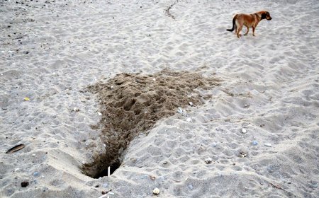 Antalya’da Caretta Dramı: 994 Yuva Yok Edildi, Sorumlusu Terk Edilen Köpekler!