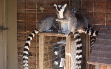 Antalya Büyükşehir Belediyesi’nden Doğal Yaşam Sakinlerine “Sıcak” Dokunuş