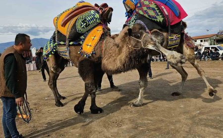 ANTALYA'nın Kumluca ilçesinde develere antrenman güreşi yaptırıldı.