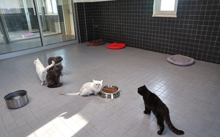 Antalya Büyükşehir’den Can Dostlara Şefkat Eli: 2025 Yılında Binlerce Hayvan Sağlığına Kavuştu!