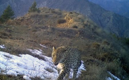 Doğanın Efsanesine 45 Milyonluk Kalkan: Anadolu Parsı Artık Daha Güvende