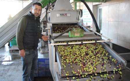 Kumluca Ziraat Odası Başkanı Kökce: "Bu Yıl Ürettiğimiz Yağ Tüm Türkiye’ye Yeter"