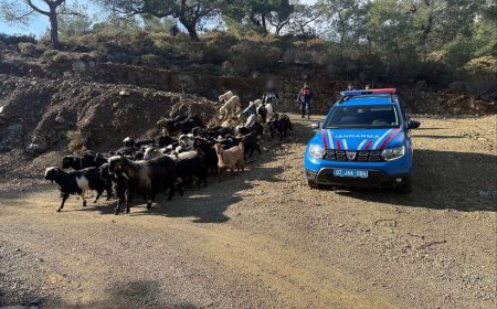 Antalya’da Jandarma Vatandaşın İmdadına Yetişti: Kayıp Sürüyü Jandarma Kurtardı