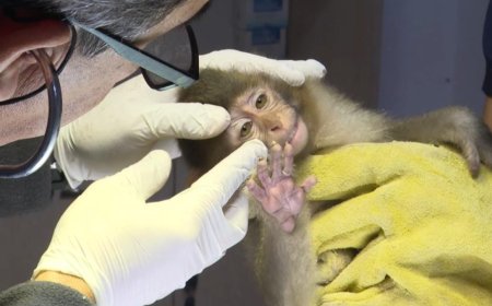 Antalya Doğal Yaşam Parkı'nda Adaptasyon Başarısı: 3 Maymun Aynı Sürüde Buluştu.