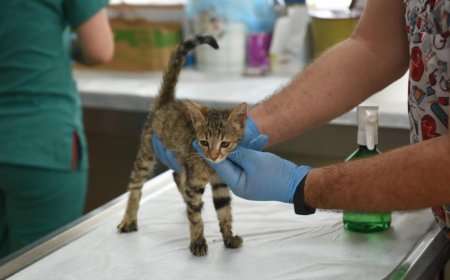 Kepez’de Can Dostlara Şefkat Eli: 2025 Yılında 15 Bin Sokak Hayvanına Hizmet