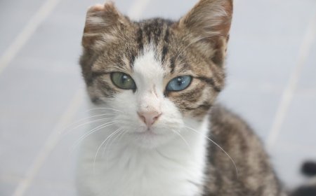 Büyükşehir’den Petshop İşletmecilerine Sertifikalı Eğitim Fırsatı