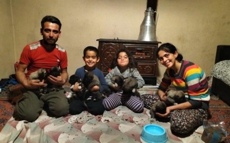 Hortumda Annesiz Kalan 8 Yavruya "Gök" Ailesi Kanat Gerdi