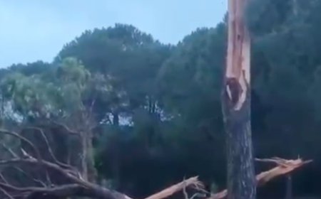 Şiddetli Sağanak Belek’i Vurdu: Yıldırımın Düştüğü Ağaç Parçalandı