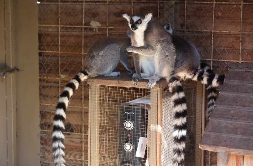 Antalya Büyükşehir Belediyesi’nden Doğal Yaşam Sakinlerine “Sıcak” Dokunuş