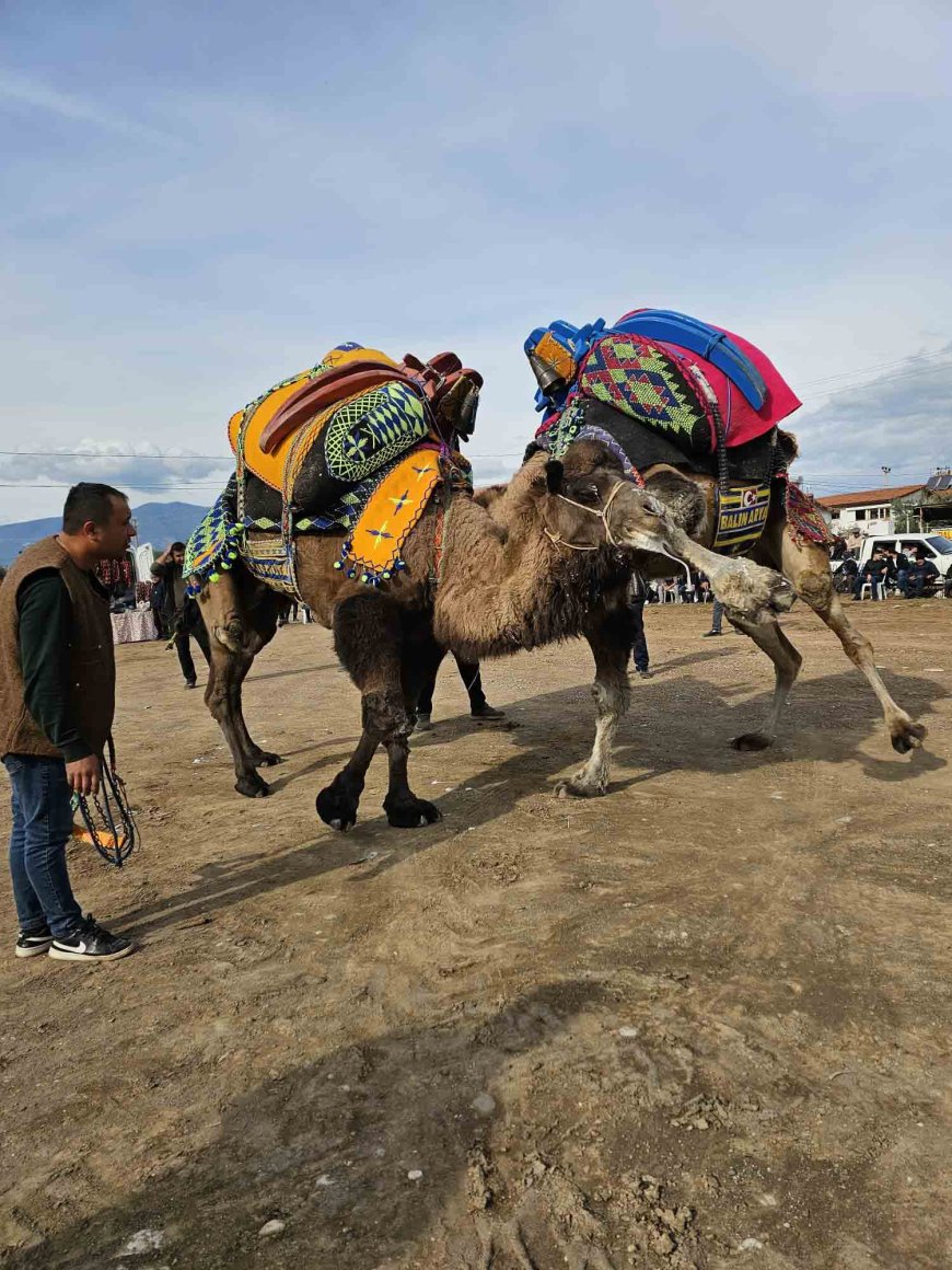 ANTALYA'nın Kumluca ilçesinde develere antrenman güreşi yaptırıldı.