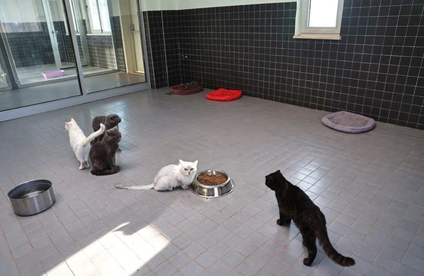 Antalya Büyükşehir’den Can Dostlara Şefkat Eli: 2025 Yılında Binlerce Hayvan Sağlığına Kavuştu!