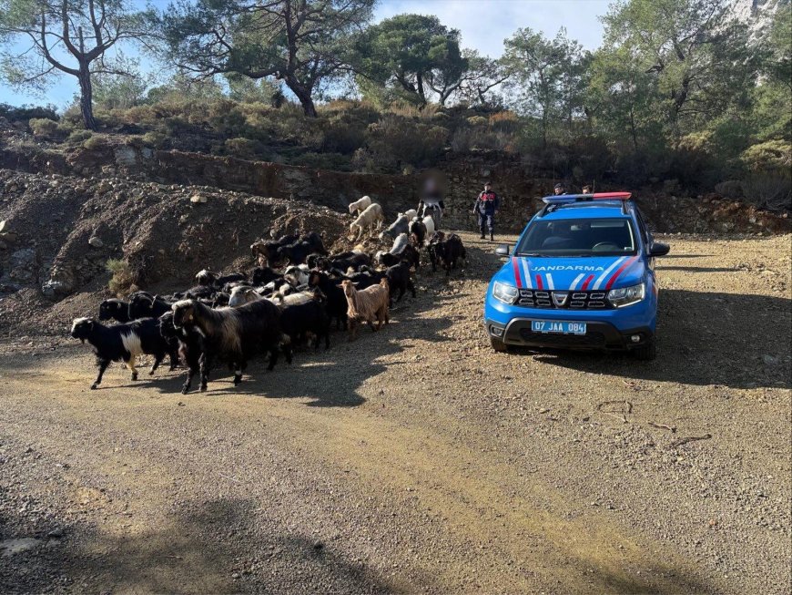 Antalya’da Jandarma Vatandaşın İmdadına Yetişti: Kayıp Sürüyü Jandarma Kurtardı