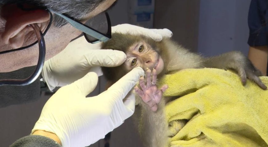 Antalya Doğal Yaşam Parkı'nda Adaptasyon Başarısı: 3 Maymun Aynı Sürüde Buluştu.