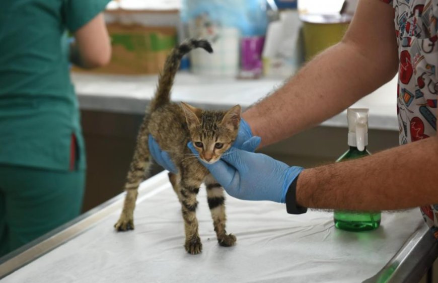 Kepez’de Can Dostlara Şefkat Eli: 2025 Yılında 15 Bin Sokak Hayvanına Hizmet