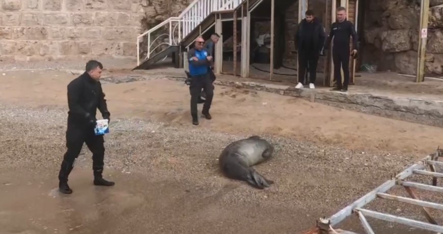 Deniz Polisi Devreye Girdi: Yunanistan’ın Firari Foku Antalya’da Kurtarıldı!