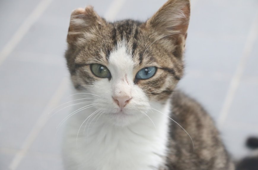 Büyükşehir’den Petshop İşletmecilerine Sertifikalı Eğitim Fırsatı