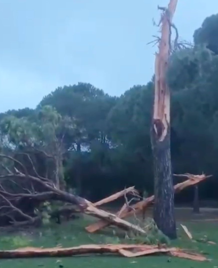Şiddetli Sağanak Belek’i Vurdu: Yıldırımın Düştüğü Ağaç Parçalandı