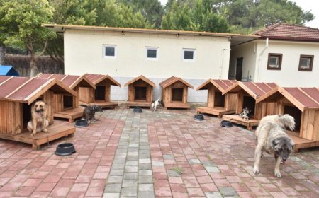 Patili Dostlara Hayırsever Eli: Kepez’de Sokak Hayvanları İçin Yeni Yuvalar!