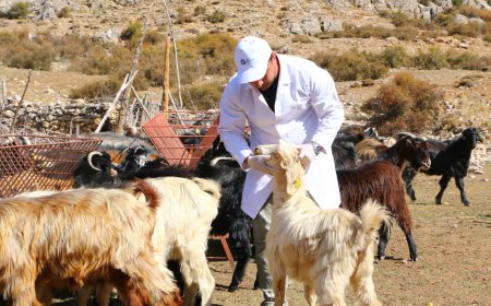 Büyükşehir’in “Çoban Haritası” Büyüyor: 508 Üreticiye Dijital Destek