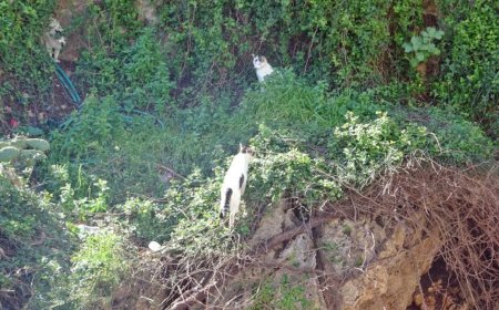 Antalya’da "Cambaz" Kedilerin Falez Keyfi Panik Yarattı!