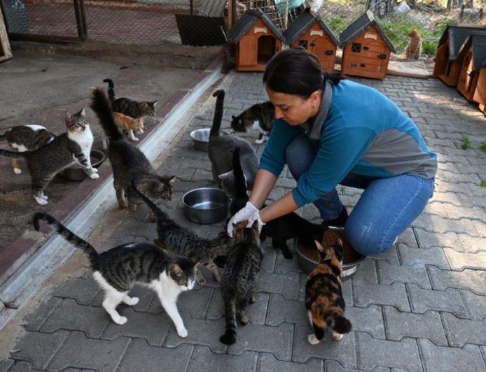 Kemer Belediyesi’nden Can Dostlarına Şefkat Eli: Ocak Ayında 231 Kısırlaştırma!
