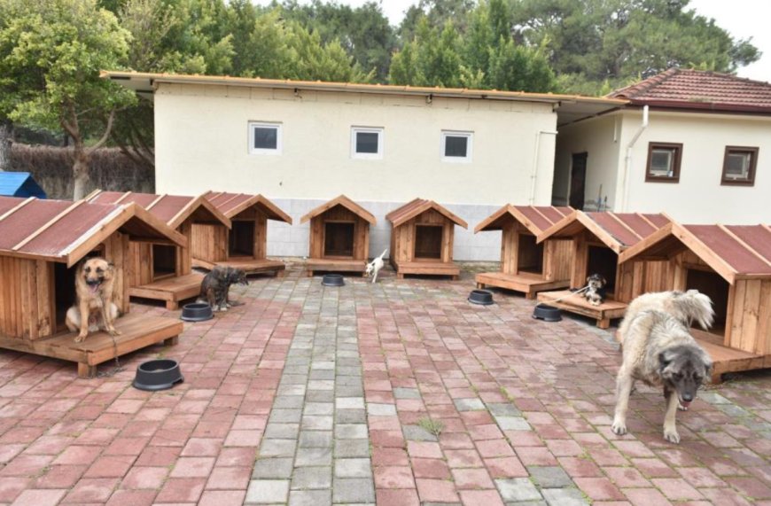 Patili Dostlara Hayırsever Eli: Kepez’de Sokak Hayvanları İçin Yeni Yuvalar!