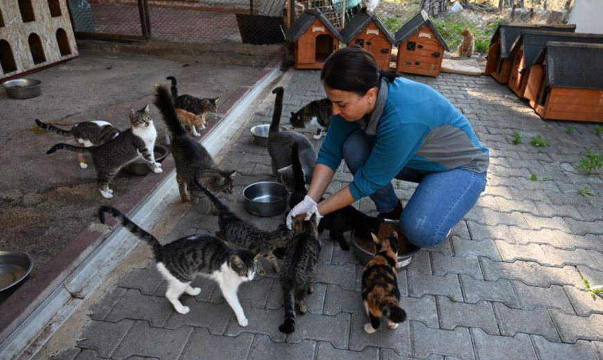 Kemer Belediyesi’nden Can Dostlarına Şefkat Eli: Ocak Ayında 231 Kısırlaştırma!