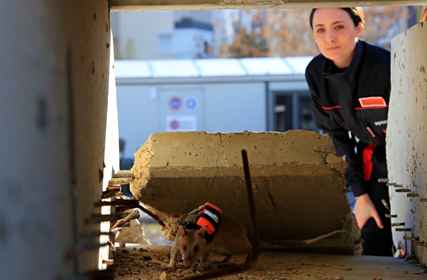 Enkaz Altında Yeni Nesil Arama: GPS'li ve Kameralı "Kahraman Fareler" Göreve Hazır