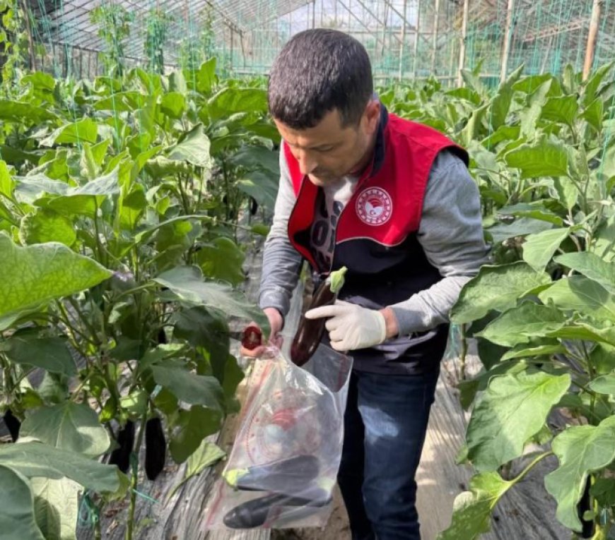 Antalya'nın Manavgat ilçesindeki seralarda pestisit denetimi yapıldı.