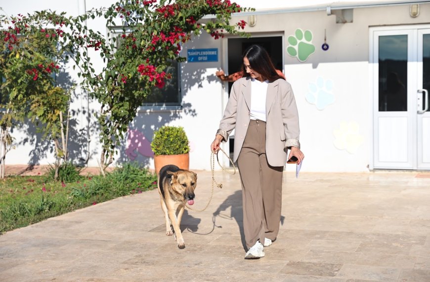 Büyükşehir’den Anlamlı Çağrı: "Satın Alma, Sahiplen; Bir Canın Yuvası Ol!"