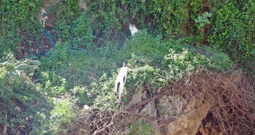 Antalya’da "Cambaz" Kedilerin Falez Keyfi Panik Yarattı!