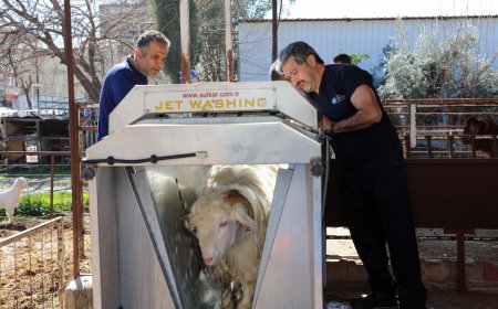 Antalya Büyükşehir’den Hayvan Yetiştiricisine Ücretsiz Parazit Desteği