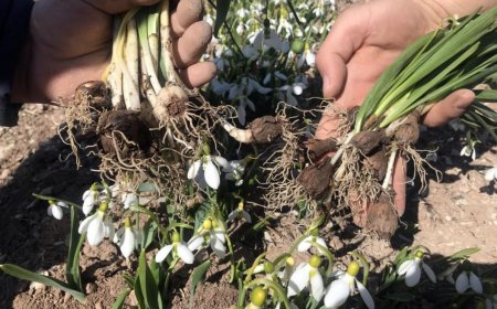 Akseki’nin Beyaz Altını: Toros Kardeleni Ekonomiye Can Veriyor