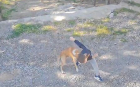 Antalya'nın Gazipaşa ilçesinde sokakta oynayan 7 yaşındaki çocuk, sahipsiz bir köpeğin saldırısına uğradı.