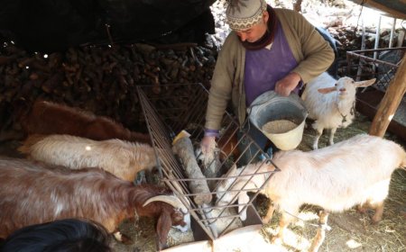 Üreticinin Yem Yükü Hafifledi: Büyükşehir’den Korkuteli’ne Maliyet Düşüren Destek