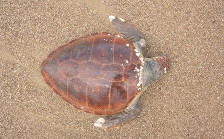 Antalya'nın Manavgat ilçesinde ölü caretta caretta sahile vurdu.