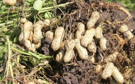 Fıstık Kabuğundaki Mucize Dokunuş! Sağlıklı Yaşam İçin Yeni Keşif.