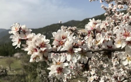 Toroslar’da Bahar Senfonisi: Akseki Badem Çiçekleriyle Beyaza Büründü