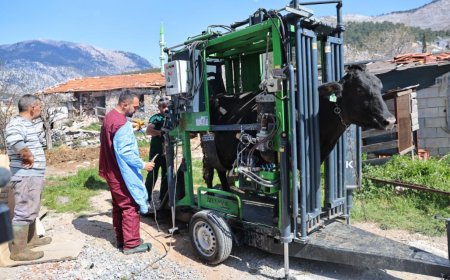 Hayvancılıkta Masraflar Azalıyor: Antalya Büyükşehir Üreticinin Yanında.