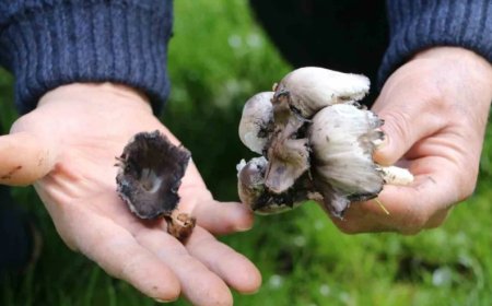 Mantar Mevsimi Geldi, Tehlike Kapıda: Yabani Mantara Karşı Kritik Uyarı